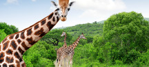 Kenia: 8 dagen safari